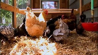 Backyard Chickens As a Family Project