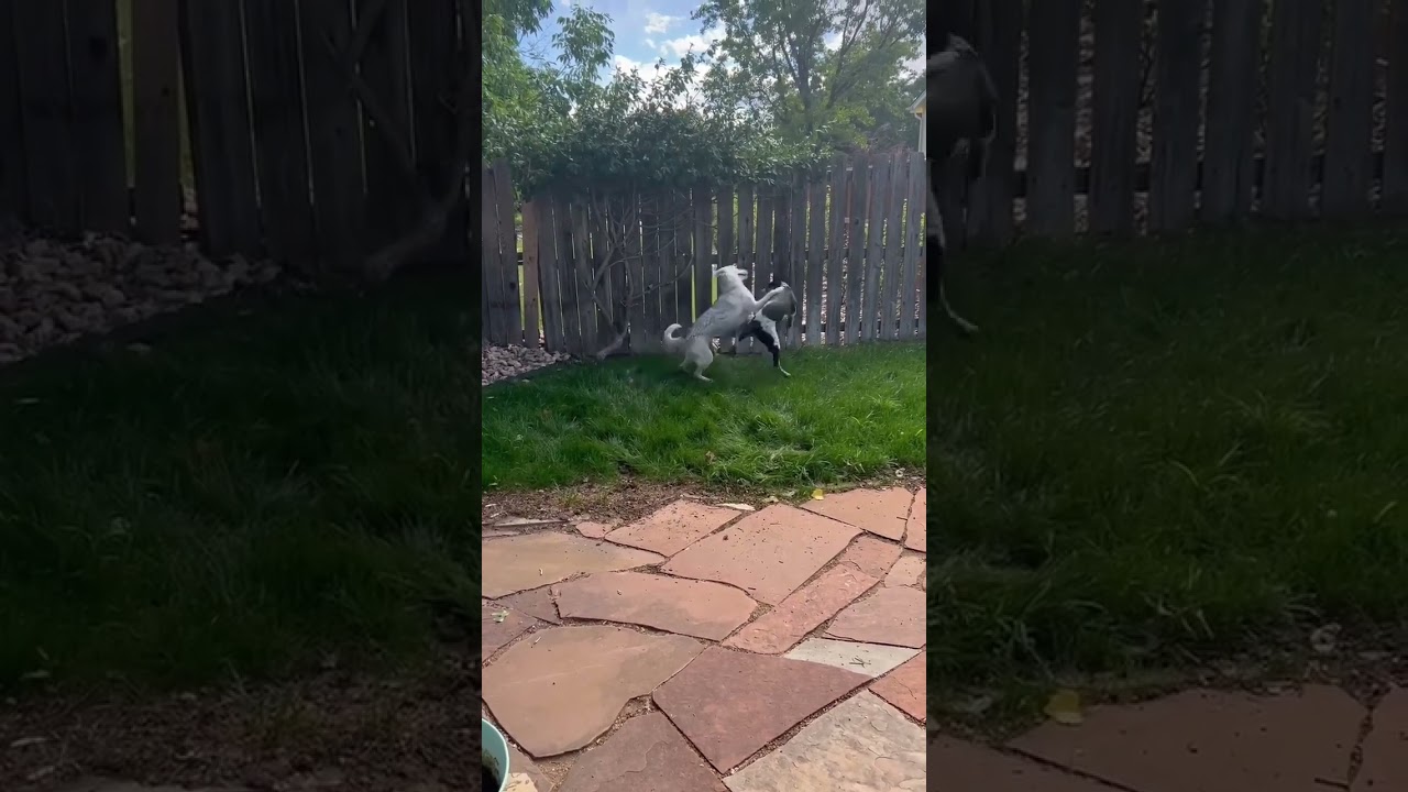 Enlarge Cooper, a Adoptable mixed breed in Boulder, CO video 2/6