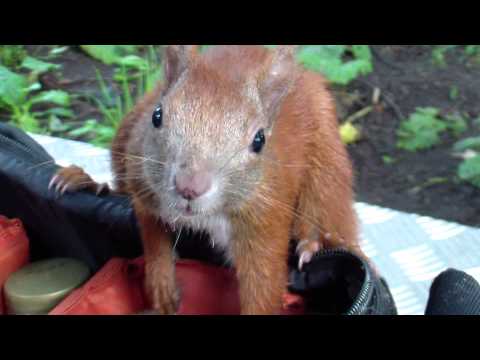 Hamburger Eichhörnchen durchsucht Tasche und mampft Melone im Portugiesenviertel