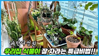 화초 화분에 이것을 줘보세요!! 놀라운 일이 벌어집니다!!