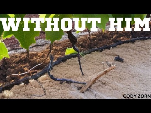 CODY ZORN - WITHOUT HIM