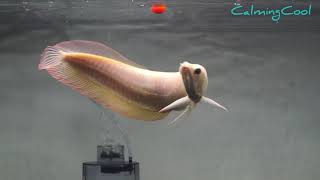 Download lagu Best Top 10 South American Arowana fish | Albino Silver, Black Arowana and Snow White Silver Arowana mp3 Download lagu Best Top 10 South American Arowana fish | Albino Silver, Black Arowana and Snow White Silver Arowana mp3