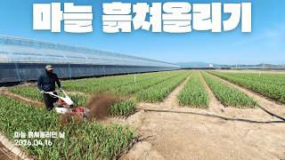 흙쳐올리기 좋은날 마늘농사 형씨네