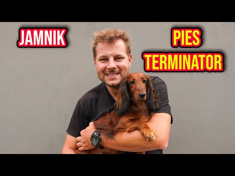 CIEKAWOSTKI O HODOWLI JAMNIKA W DOMU