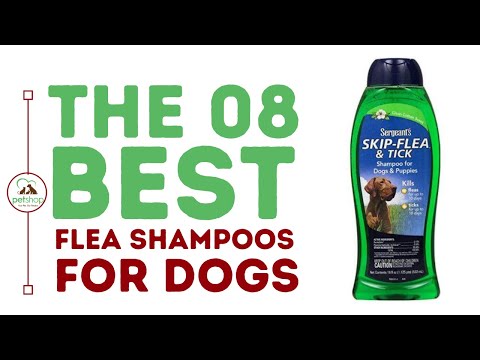 The Best Flea Shampoos for Dogs
