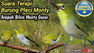 Download lagu TERAPI BURUNG PLECI MONTY mp3 Download lagu TERAPI BURUNG PLECI MONTY mp3