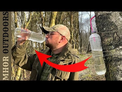 How to Tap Birch Tree Sap - Easy Step by Step Guide