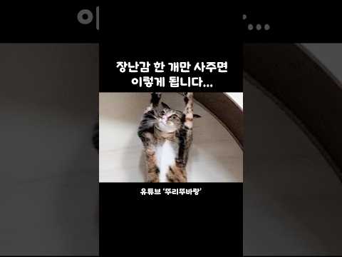 캣휠 한 개만 사줬더니..