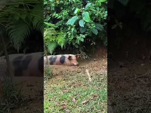 Paseo de sancocho y fiambre en los Pineda balneario la danta Sonson Antioquia Colombia