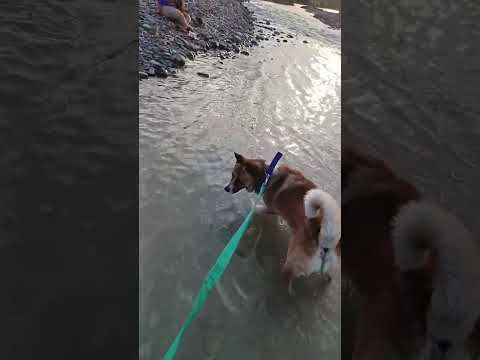 #streetdog #streetdog #dog #dogwalking #dogcute animalsthe dodotv for dogsanimal videoanimals the do