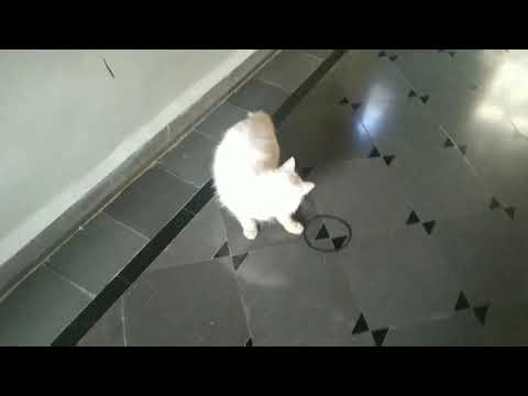 Saki Saki cats version