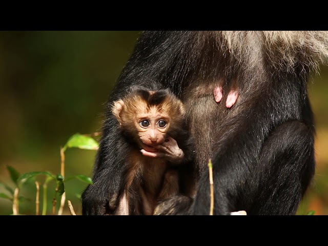 הגיית וידאו של Lion tailed macaque בשנת אנגלית