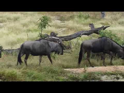 Djuma: Nyala, Impala, Baboons, Wildebeests and Geese - 06:06 - 04/08/19