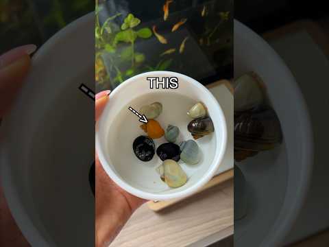 Is this the Rarest Snail? 🫐