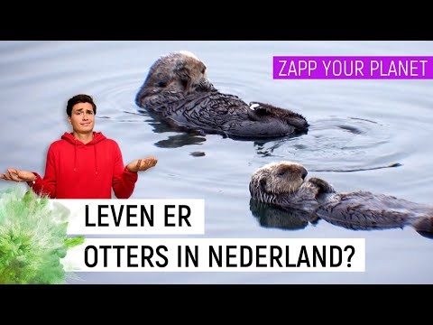 LEVEN ER OTTERS IN NEDERLAND?🦦 | Zapp Your Planet | NPO Zapp