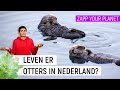 LEVEN ER OTTERS IN NEDERLAND?? | Zapp Your Planet | NPO Zapp