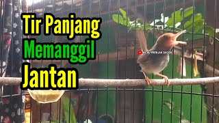 Download lagu PRENJAK BETINA Ngetir Panjang Istimewa Suara Jernih Memanggil Jantan Cocok Buat Masteran. mp3