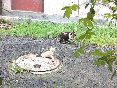 Mother Cat Teaches her baby how to catch mouse || Latest Video 2018