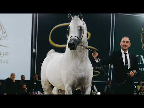 EKS FARAJJ - Silver Champion Senior Stallion - 2023 All Nations Cup