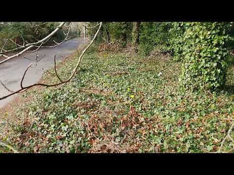 Apicultura romaneasca in Anglia _La cules la ghiocei