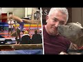 Cesar Millan S Dog Bit Gymnast And Killed Actor S Dog Lawsuit
