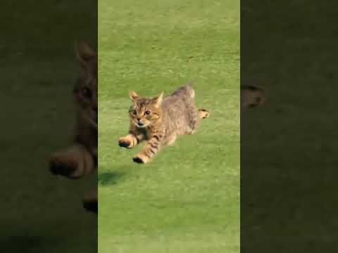 Success Learn  Like This cat and achieve The Goals #catlover