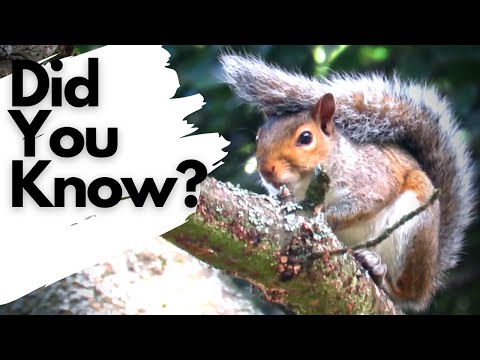 3rd YouTube video about are squirrels nocturnal