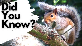 Facts you need to know about GREY SQUIRRELS!