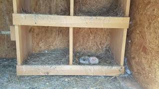 Homing Pigeon Babies