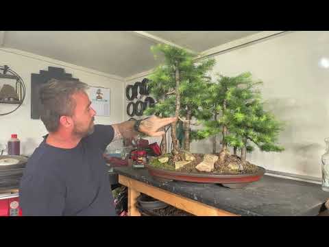 Transforming My Larch Forest Bonsai with the First Prune