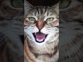 Tabby Cat With His Mouth Open And Hissing