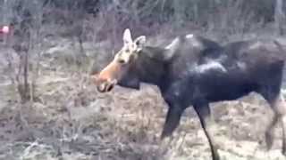 preview picture of video 'Moose in Petitcodiac, N.B.'