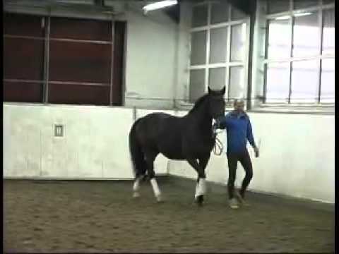 Diamond Hit-Rohdiamant Stute * 2002