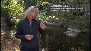 Putting the Right Value to Nature’s Services – Gretchen Daily