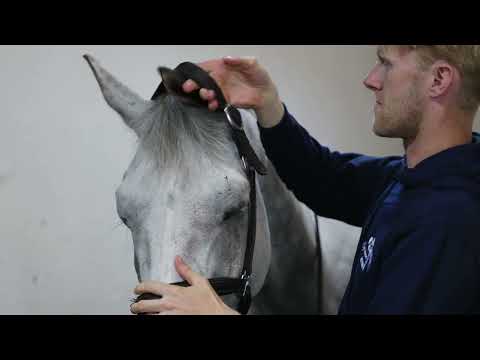 wkd little lord trot up