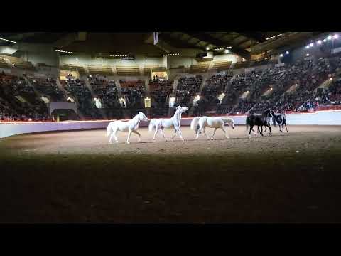 Jenny Vidbel 6 Horses at Liberty - Horse World Expo 2023