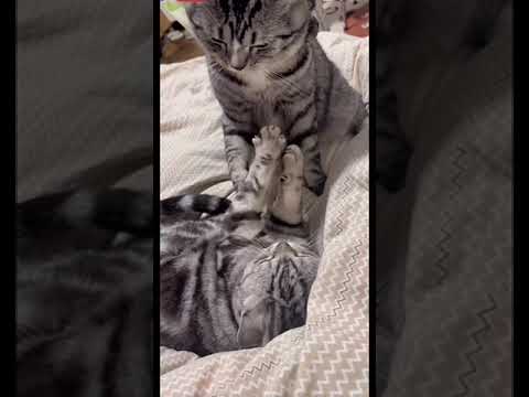 #foryou #cats #catlover #catshorts