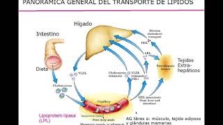 Lipoproteínas - Digestivo, Renal y Endócrino