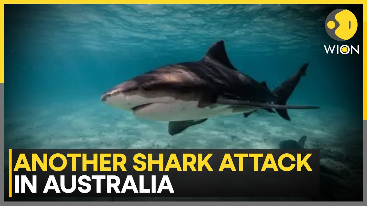 Australia Shark Attack: Third Fatal Attack in Three Weeks, Two Others Died in May | WION