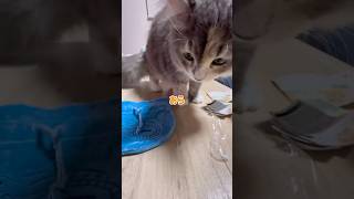 #ガシャポン #ガチャガチャ #開封動画 #はにわとどぐう巾着　#ゆぴちゃん🐈　#ゆぴ