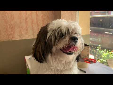 Dog friendship with Cat is the Purest EVER!!! #dogcatvideos #dogcatlove #pets #trending #animals