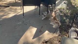 Video preview image #1 Mutt Puppy For Sale in Grafton, WI, USA