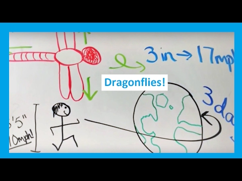 Dragonflies: The Perfect Predator - Flight, Sight, Speed, Accuracy