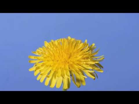image-How long are dandelions in season?