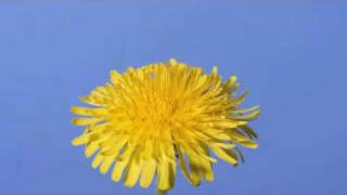 Time lapse Dandelion flower to seed head