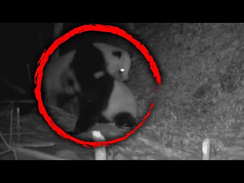 Giant Pandas Caught Fighting in the Wild