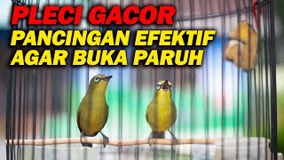 Download lagu PANCINGAN PLECI GACOR PAGI DAN SORE HARI AGAR CEPAT BUKA PARUH !!!!!! mp3