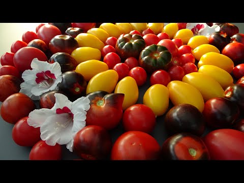 , title : 'Meine Tomatensorten 2022, mit Bildern / Fortschritt bei den Buschtomaten / Ernte im Mai möglich?'