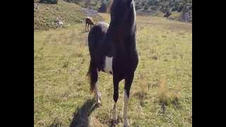 preview picture of video 'Ελεύθερα άλογα(Ζαρκόραχη) 25-10-2012.wmv'