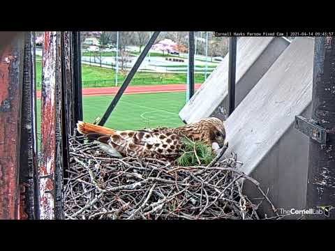 Arthur Drops In With Pine Branch, Relieves Big Red From Incubation Duties – April 14, 2021